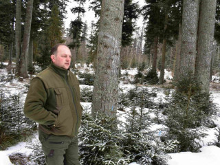 Lesy mesta Spišská Belá získali švajčiarsky grant: Dajú čipy do stromov na zistenie zdravotného stavu, vysadia 50 000 sadeníc deficitných drevín – buka, bresta a javora