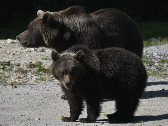 Na poľskej strane Polonín žije približne 300 medveďov, desatina z nich sa pravidelne objavuje pri ľudských sídlach: Silné mrazy ukončili ich zimnú aktivitu