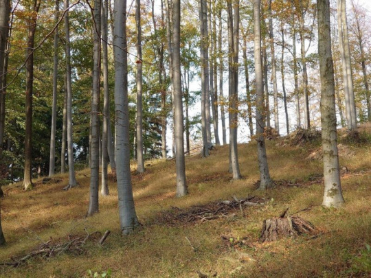 Lesnícki výskumníci a vedci vkladajú počas klimatickej zmeny nádeje do buka: Jediná listnatá drevina, schopná regenerovať v extrémnych podmienkach