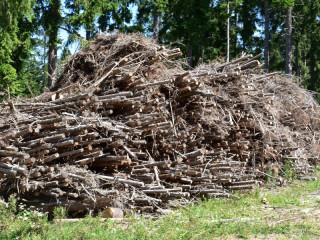 Správy lesníckeho výskumu: Biomasa z lesných zdrojov je pri výrobe energie vhodnou možnosťou pre zmierňovanie negatívnych dopadov klímy