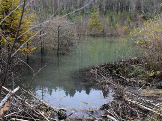Samospráva v Piešťanoch rieši výskyt bobrov: Zameranie na bezpečnosť obyvateľov mesta a ochranu mestského majetku