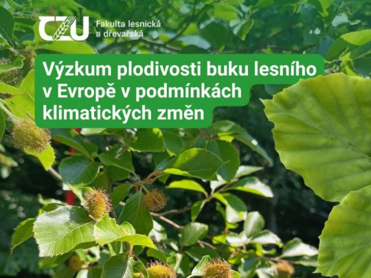 Fakulta lesnícka a drevárska ČZU v Prahe: Výskum plodivosti buka lesného v Európe v podmienkach klimatických zmien