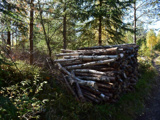 Pod Tatrami klesol záujem o povolenie na zber palivového dreva: Lesníci sa obávajú nelegálnych výrubov