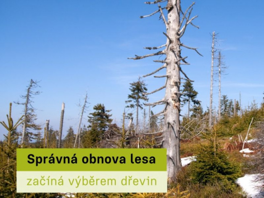 Pre správnu obnovu kalamitných plôch je nutné starostlivo vybrať vhodné dreviny: Nová certifikovaná metodika