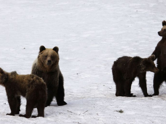 Medvede sa namiesto zimného spánku potulujú v blízkosti domov v obciach pod Tatrami: Samosprávy vyzývajú ľudí, aby boli obozretní najmä v nočných a skorých ranných hodinách