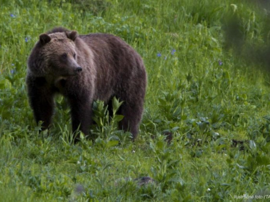 Národné lesnícke centrum o medveďoch: Veľká hrozba spočíva v zmene ich správania – strácajú plachosť