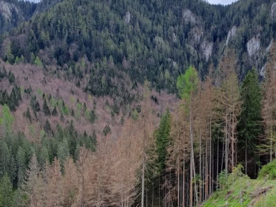 Názor: Po 42 ročnom pôsobení na Muránskej planine – ničené sú aj vysokohorské pôvodné smrečiny
