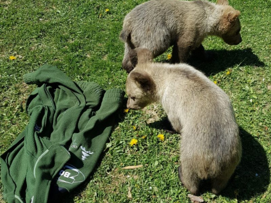 ŠOP SR: Zásahový tím pre medveďa hnedého sa rozšíri aj o dobrovoľníkov spomedzi domácich poľovníkov