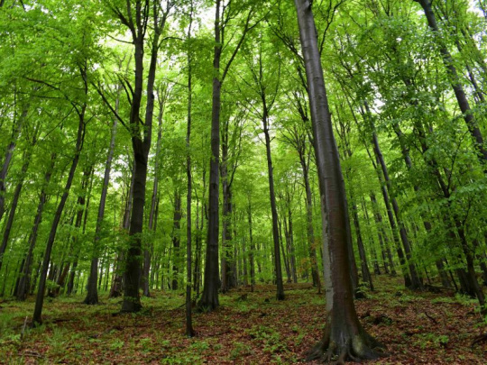 Riziká obhospodarovania lesov v Európe: Prioritou zavedenie systému ekonomických nástrojov financovania lesov