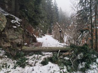 LESY SR a bezpečnostný výrub poškodených a rizikových stromov: Cieľom je ochrana návštevníkov cyklotrasy Čierny Balog  - Hronec a bezpečnosť prevádzky Čiernohronskej železničky