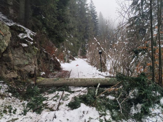 LESY SR a bezpečnostný výrub poškodených a rizikových stromov: Cieľom je ochrana návštevníkov cyklotrasy Čierny Balog - Hronec a bezpečnosť prevádzky Čiernohronskej železničky