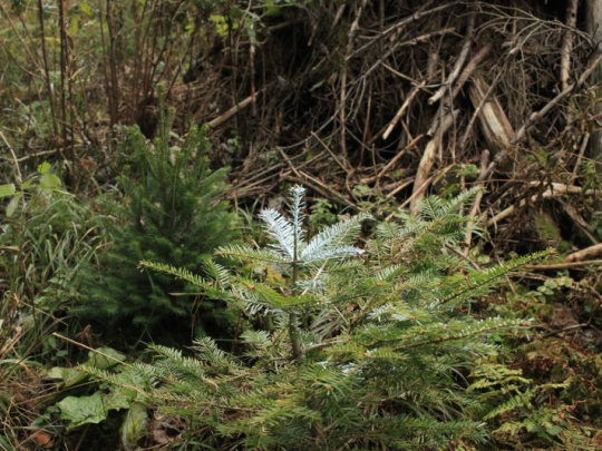 Národné lesnícke centrum: Nové termíny na rok 2026 pre odborné vzdelávanie v oblasti prípravkov na ochranu rastlín