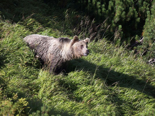 Viaceré samosprávy upozorňujú obyvateľov na medveďov v blízkosti zastavaných území: Vyhýbajte sa neprehľadným oblastiam s hustým porastom