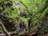 Medzinárodný projekt ForestConnect: Odolnejšie lesy, pestrejšia krajina a lepšie podmienky pre ľudí aj voľne žijúce živočíchy, vrátane veľkých šeliem