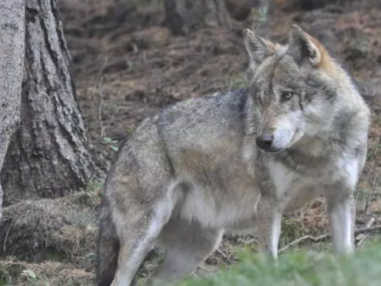 Vlk má podľa piatich organizácií prednosť pred ochranou pasených zvierat: Návrh EÚ na zníženie ochrany sa ale opiera o vedecké dáta