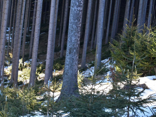 Ústav ekológie lesa SAV o budúcnosti smreka: Hľadáme populácie, ktoré majú prirodzenú schopnosť lepšie sa prispôsobiť teplu a suchu