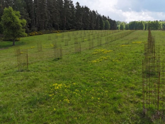 Vojenské lesy a statky ČR rozvíjajú agrolesníctvo: Moderný spôsob hospodárenia v poľnohospodárskej krajine