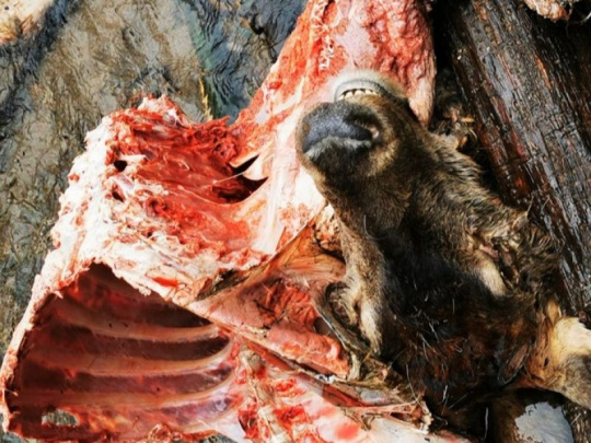 Riaditeľ Mestských lesov Ružomberok: Vlk ako sanitár lesa? Hlúposť, je to dravá šelma, ktorá v svorke dokáže bez problémov strhnúť aj 200-kilogramového jeleňa