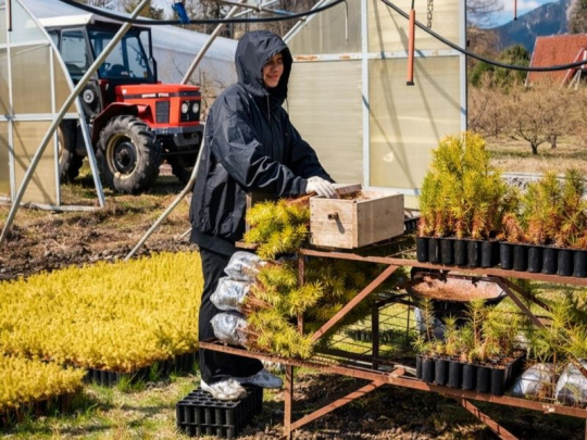 Správa TANAP-u plánuje v tomto roku vysadiť 75 000 stromčekov: Prevládať budú buky, javory horské, jedle a borovice