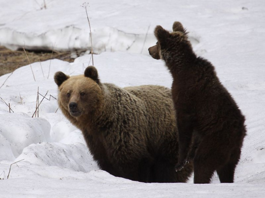 Vedci v poľskom Tatranskom národnom parku: Nárast počtu medveďov po zbere vzoriek a ich genetickej analýze, skutočný počet môže byť ešte vyšší