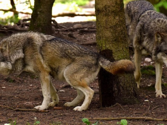 Komentár: Pohľad na vlka od emócií k objektivite