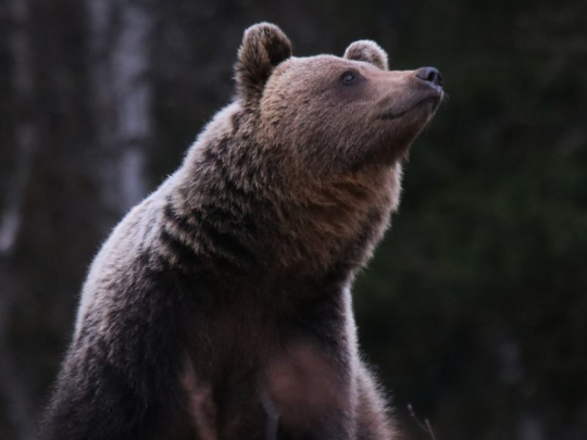 Počet útokov medveďa na človeka sa neustále zvyšuje: Envirorezort chce chrániť v prvom rade ľudí