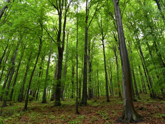 Ministerská konferencia FOREST EUROPE v Bonne: Rešpektovanie pilierov udržateľného rozvoja, ktorými sú spoločnosť, ekonomika a životné prostredie