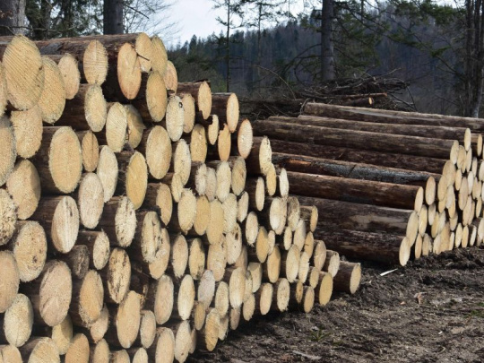 Lesy ČR: Koniec podkôrnikovej kalamity, zníženie ťažby a cien dreva = pokles zisku o 24 percent