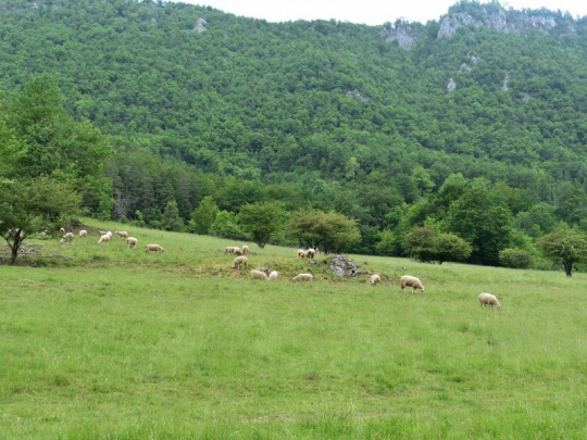 Európska únia sa blíži k zníženiu ochrany vlkov: Farmárov čoraz viac frustrujú útoky šeliem na hospodárske zvieratá