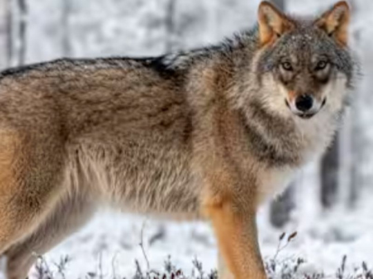 Počas loveckej sezóny vlkov vo Fínsku zastrelili 82 z povolenej kvóty 100 jedincov: V roku 2024 tam žilo 430 vlkov