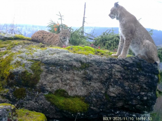 Do Krušných hôr sa rysy vracajú po dvesto rokoch: Na projekte sa od roku 2022 podieľajú Lesy ČR a ich lesné správy