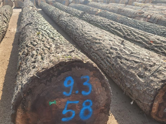 Rekordný výrez orecha čierneho na dražbe dreva: S priemerom 58 cm, dĺžkou 9,3 m a cenou 1 819 eur za meter kubický