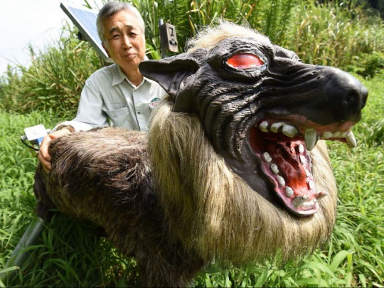 Robotickí vlci proti agresívnym medveďom: V Japonsku reagujú na vyšší počet počet úmrtí a ďalších incidentov spôsobených medveďmi