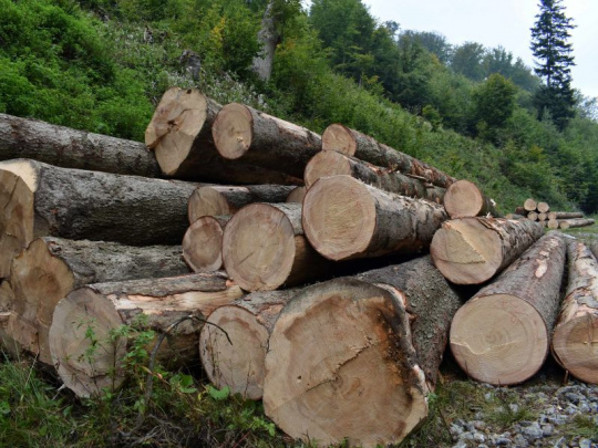 Tri české ministerstvá pripravili Surovinovú politiku pre drevo: Skrátka viac dreva a menej betónu