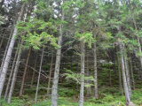 V slovenských lesoch sú historicky najvyššie zásoby dreva: Medziročne sa zvýšili o 2,8 milióna kubíkov