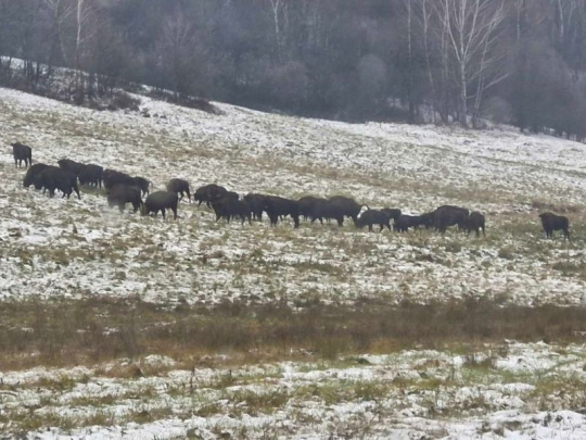 Glosa: O zubroch pri Starine v Poloninách. Najmä emotívne, ale aj rozumne. Skúsme sa upokojiť a ostať slušní