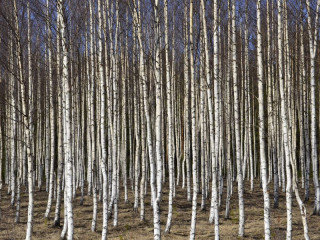 Príklad prepojenia výrobcu pneumatík s lesným hospodárstvom zo severnej Európy: Guma vyrobená na báze brezovej kôry