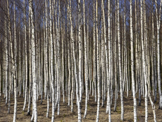 Príklad prepojenia výrobcu pneumatík s lesným hospodárstvom zo severnej Európy: Guma vyrobená na báze brezovej kôry