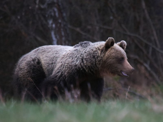 Slovenská lesnícka komora: Čo sa ešte musí stať, aby bol na Slovensku efektívne riešený problém premnoženia medveďov?!