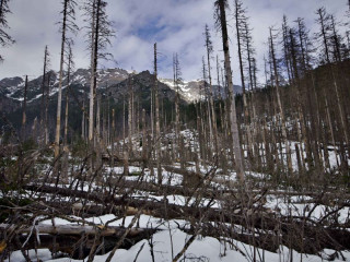 TÝŽDŇOVKA: Silné posolstvo lesníkov z Bavorska - nevzdajú sa ani metra štvorcového lesa, o každý jeden budú bojovať!