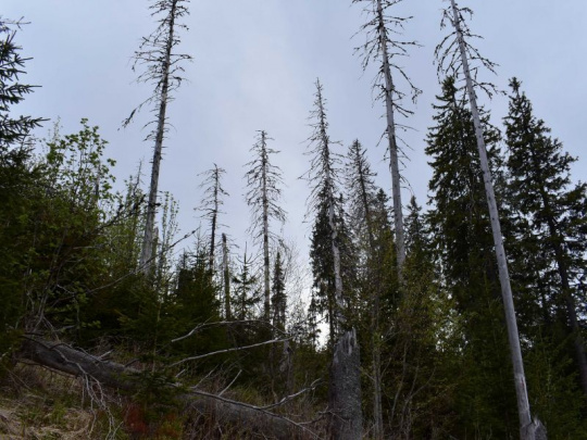 Európske lesy sú vystavené čoraz väčšiemu tlaku hmyzu a sucha: Podľa výskumníkov potrebujeme adaptačné stratégie