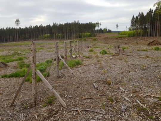 Vedci a lesníci realizujú projekt príkladného spôsobu obnovy lesa po kalamite: Diferencované postupy majú zaistiť pestrosť a stabilitu vznikajúcich porastov