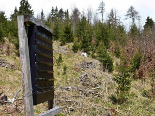 LESY SR odchytili v minulom roku vyše 50 miliónov jedincov podkôrneho hmyzu: Zachránili tak smreky na ploche približne 350 hektárov, teda 500 futbalových ihrísk