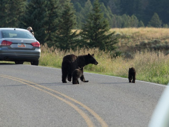 Reakcia na fotografiu medvedice s troma medvieďatami v Poľsku: Ľudia, rešpektujte rady lesníkov, vedia o živote lesných zvierat najviac