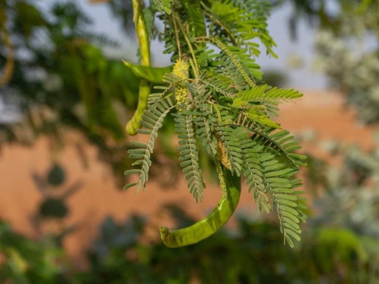 Invázna drevina sa v Etópii obrátila proti ľuďom: Podľa vedcov nikto nepredvídal škodlivosť následkov jej nekontrolovateľného šírenia