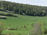Dôležitý poľnohospodársky región vo Francúzsku: Štát si musí vybrať medzi chovateľom a predátorom. Deväť z desiatich útokov vlkov sa odohráva v chránených stádach