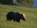 V okrese Liptovský Mikuláš bolo v priebehu deviatich dní eliminovaných dvanásť problémových medveďov: V rizikových okresoch je podľa šéfa envirorezortu potrebné vyhlásiť mimoriadnu situáciu a konať