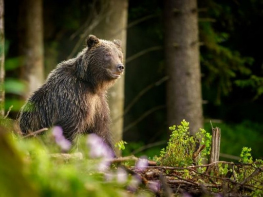 Prieskum verejnej mienky: S umožnením odstrelu problémových medveďov súhlasí 59 percent opýtaných, nad 55 rokov tento krok podporujú až tri štvrtiny respondentov